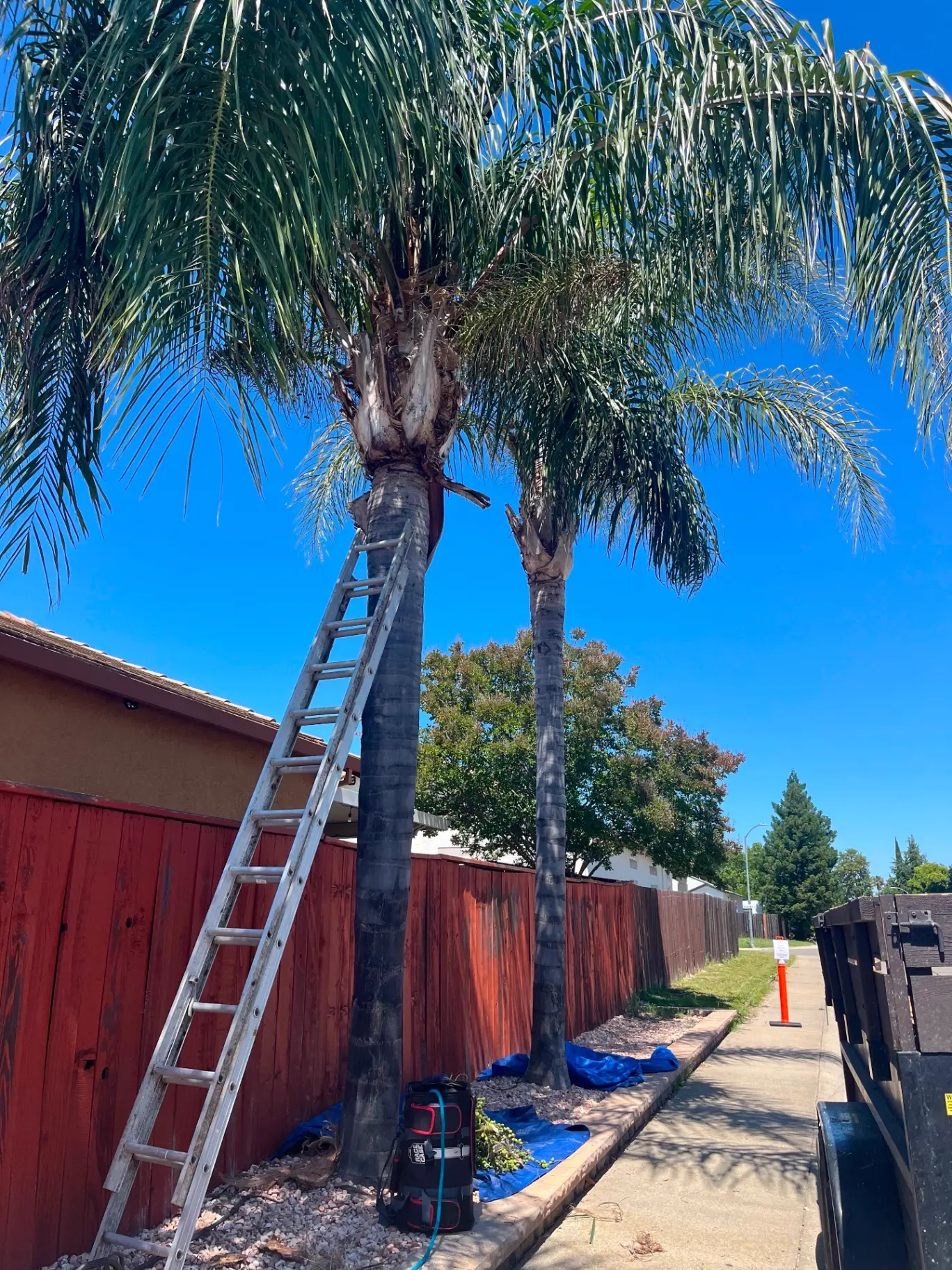 Ladder set against a tall palm tree during trimming work beside a fence