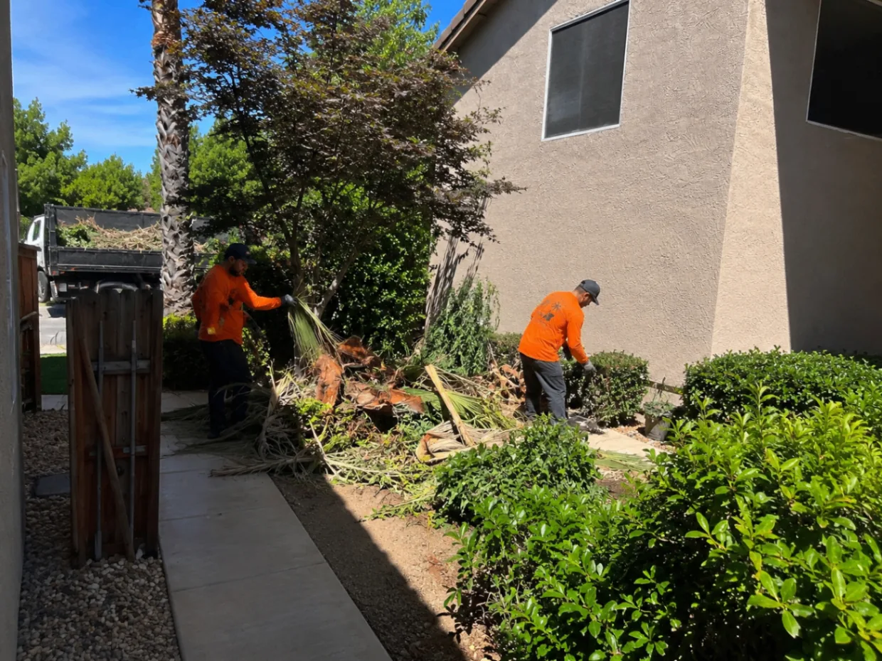 Two workers cleaning tree and palm debris in a side yard
