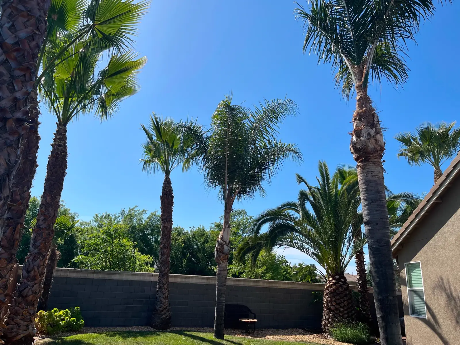 Backyard with multiple palms after trimming and cleanup work