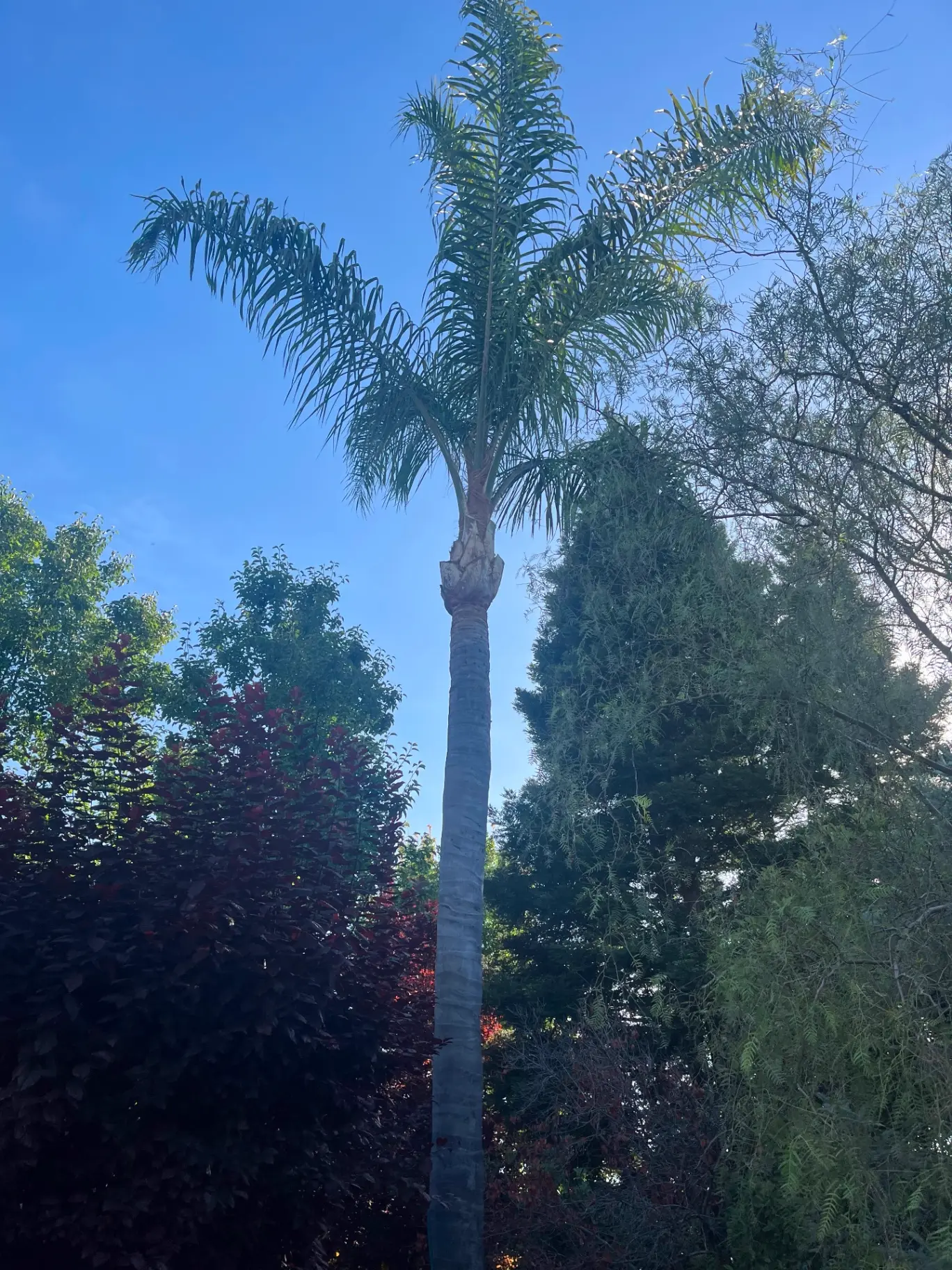 Young palm tree in a residential yard used as a planting-related landscape photo