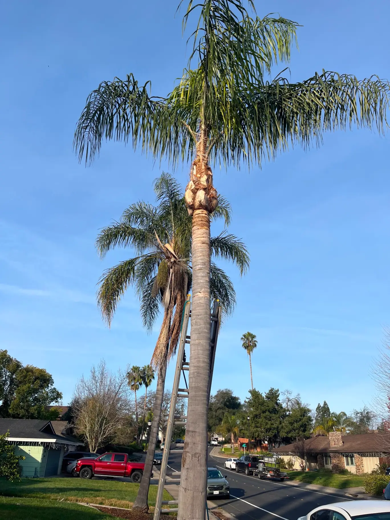 Tall palm tree being worked on with a ladder set from the street side