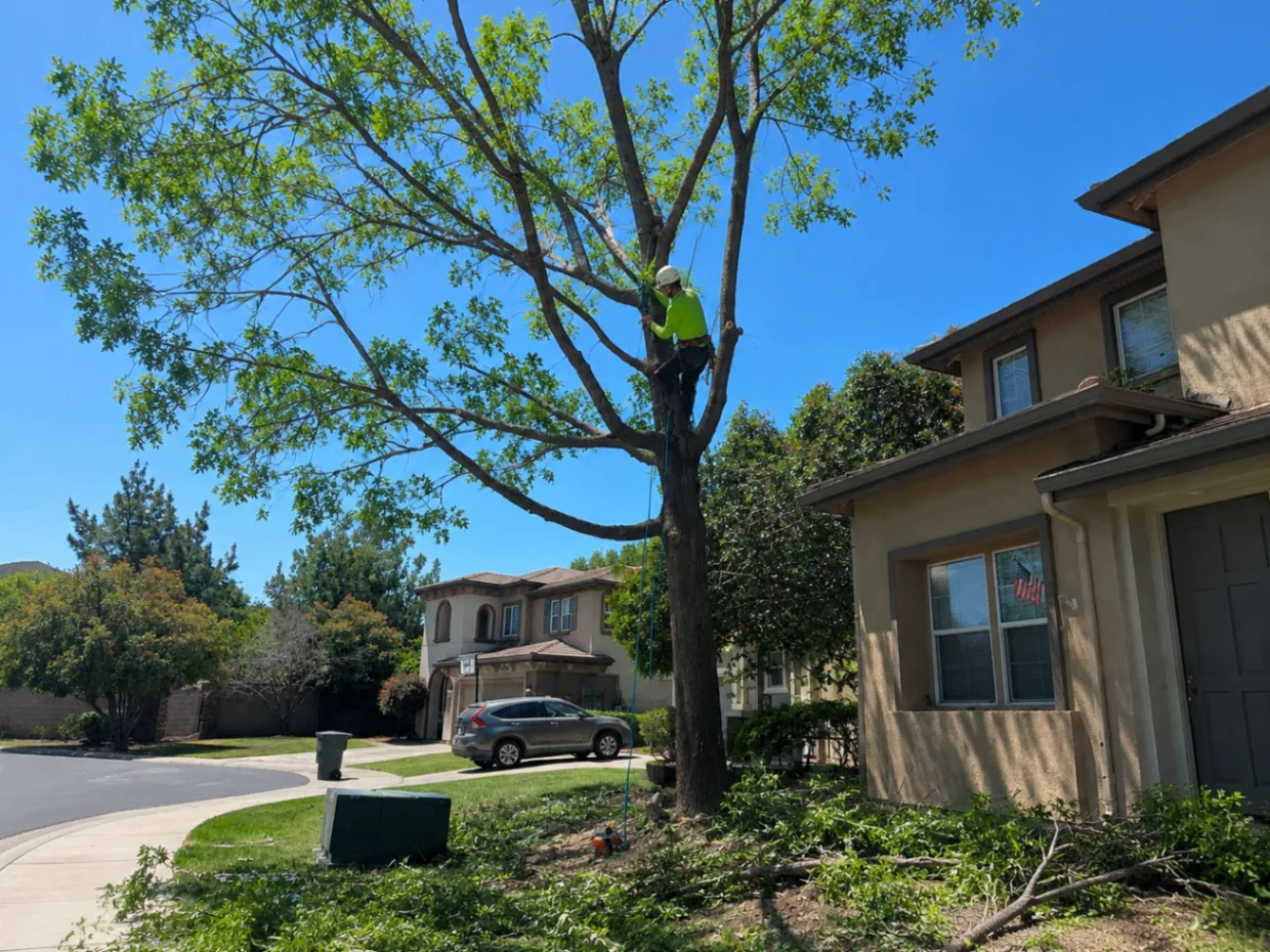 Worker cutting a large tree trunk with branches already down in a residential yard